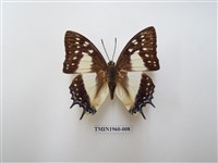 藏品(雙尾蛺蝶)的圖片